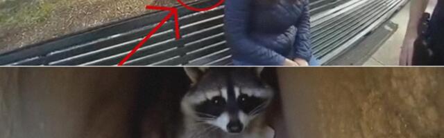 Правдива ли эта история о еноте, воровавшем мобильные телефоны?