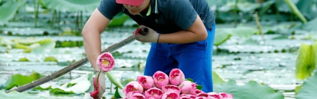 ФОТО | Завораживающая красота: как собирают лотосы во Вьетнаме