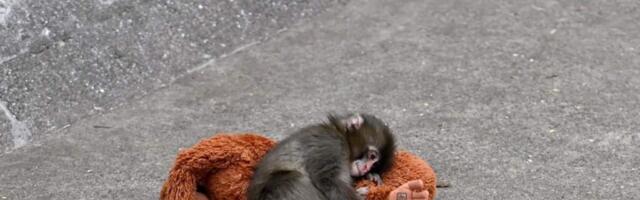 Предан мамой, изгнан из стаи: сможет ли макака Панч обрести семью