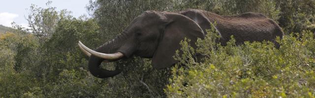 Браконьеры ускорили эволюцию африканских слонов