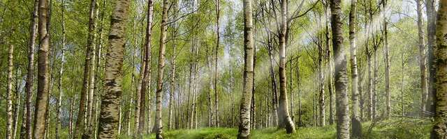 Прогноз погоды в Ида-Вирумаа на воскресенье, 10 мая