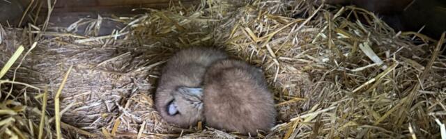 В зоопарке Элиствере родились детёныши рыси