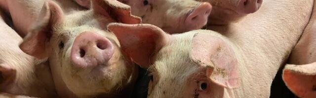 Вспышка АЧС в Эстонии: 25 тонн мяса тухнет в производственных помещениях в ожидании утилизации