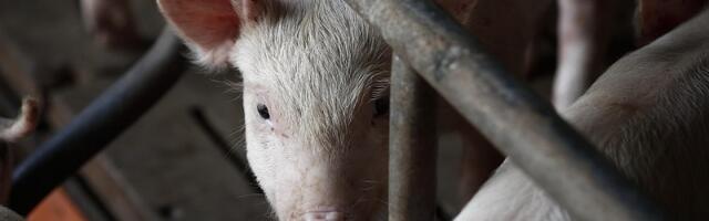 Комиссия Рийгикогу: Для восстановления сектора свиноводства требуются дополнительные средства