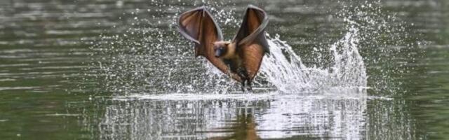 Ученые нашли у летучих мышей новый вирус Salt Gully