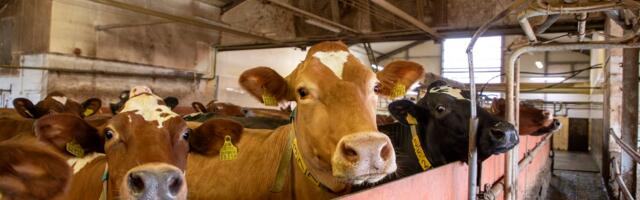 Белковый бум меняет мировой рынок молока. Эстонским производителям тоже придется адаптироваться