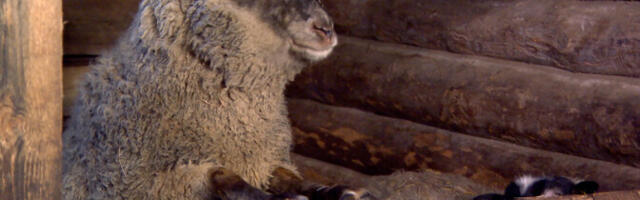 PTA выявил незаконный религиозный забой овец в Ляэне-Вирумаа