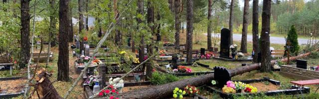 Страховка может компенсировать даже падение дерева на надгробие