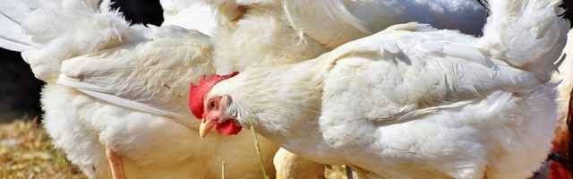 Птичий грипп подошел опасно близко к Эстонии