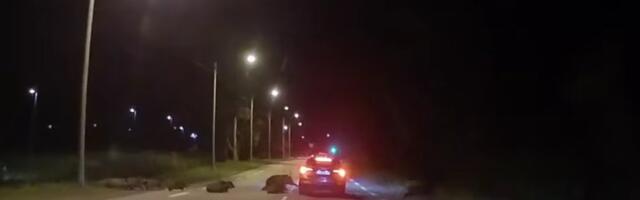 ВИДЕО | Опасный момент! На окраине Таллинна на дорогу выскочило стадо кабанов