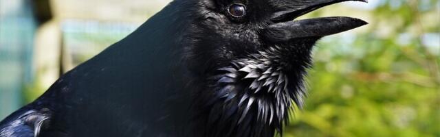 Орнитолог: кормление городских птиц может привести к распространению болезней