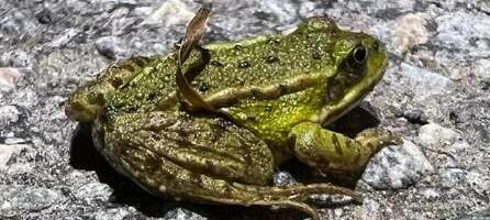 В Эстонии началась миграция лягушек  — добровольцы помогают им перейти дорогу