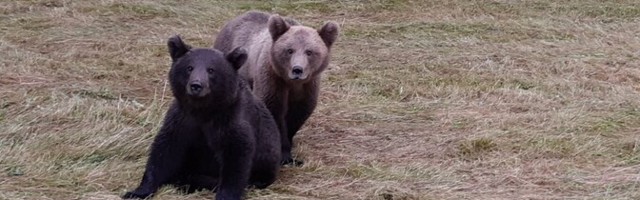 Медведи разорили более 80 ульев в Вильяндиском уезде