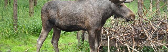 Прокуратура предъявила пятерым мужчинам обвинение в браконьерстве