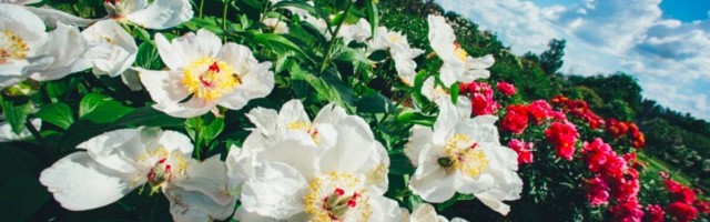 ГАЛЕРЕЯ | Смотрите, как роскошно цветет одна из крупнейших коллекций пионов в странах Балтии