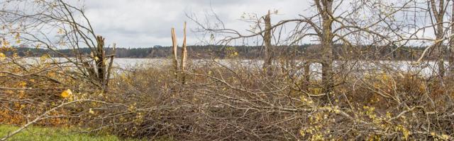 В Таллинне, Зеленой столице Европы, интенсивно вырубают деревья