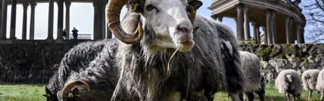 Овцы — смотрители дворцового парка