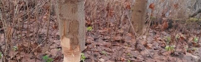 В Нарве спасатели спилили подточенное бобрами дерево