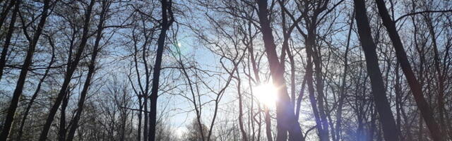 RMK вырубит опасные деревья вдоль лесных троп в Валгеранна