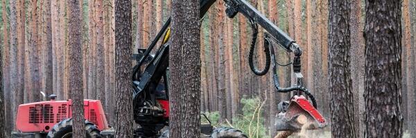 О чем пишет пресса: самовосхваление руководства Риги, вырубка леса – чтоб не достались русским