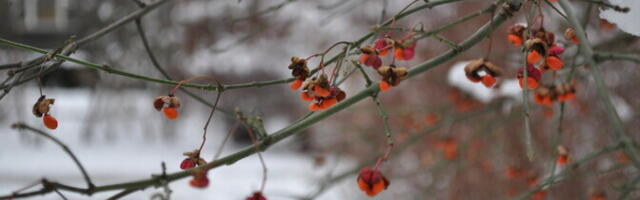 Синоптики предупреждают о резком похолодании в Эстонии, в пятницу может выпасть первый снег