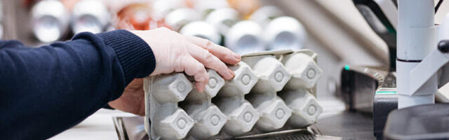 Минэкономики выступает за добровольный переход на бесклеточное содержание несушек