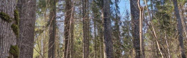 В Пярнумаа обнаружили самую высокую в Европе осину