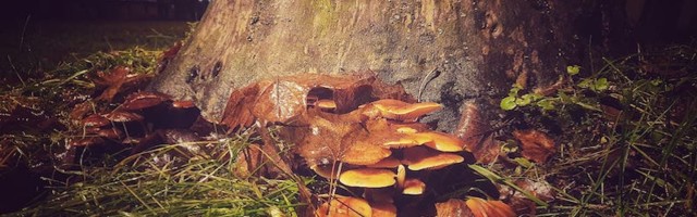 До нового 2021 года осталось 12 дней