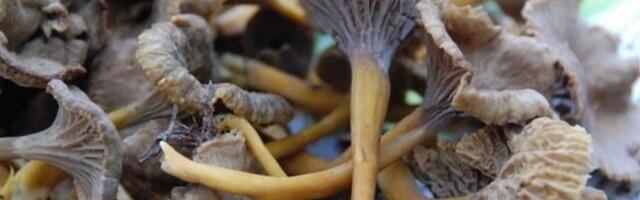 ТАБЛИЦА | Грибной сезон может продлиться до Рождества 