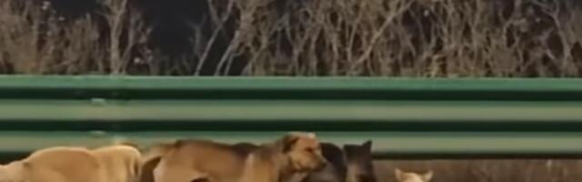 Правда ли, что в Китае собаки организованной группой сбежали от торговцев собачьим мясом?