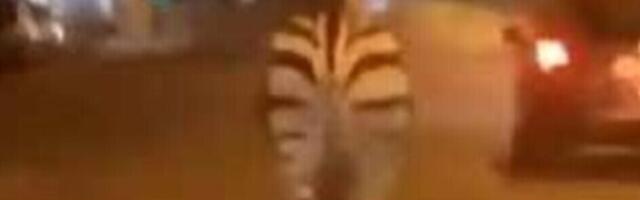 Правда ли, что протестующие во Франции выпустили зверей из Парижского зоопарка?