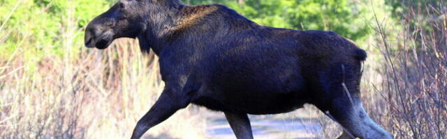 В волости Ания мотоцикл столкнулся с лосем