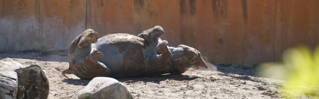 ВЕСЕЛЫЕ ФОТО | Носорог из Таллиннского зоопарка наслаждается косметическими процедурами