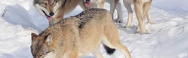 На серых хищников