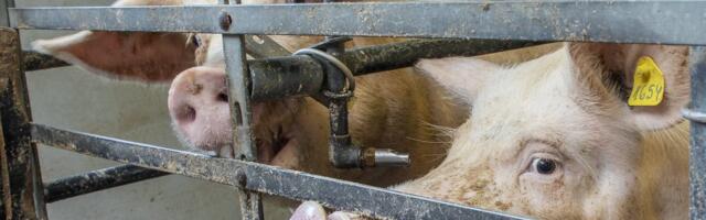 Новый очаг: на ферме в Вильяндимаа выявлено заражение африканской чумой свиней