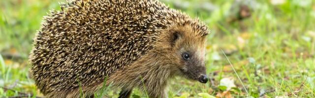 Ежи — животные года: что о них важно знать жителям Эстонии