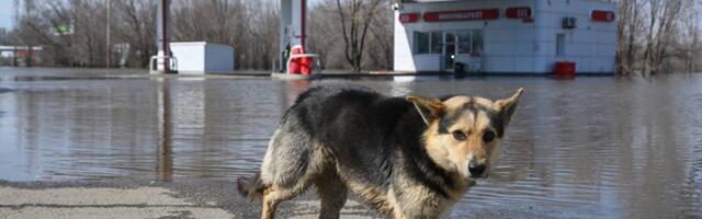 ВОЕННЫЙ ДНЕВНИК (1279-й день) | В одном из регионов РФ полностью остановлена продажа бензина