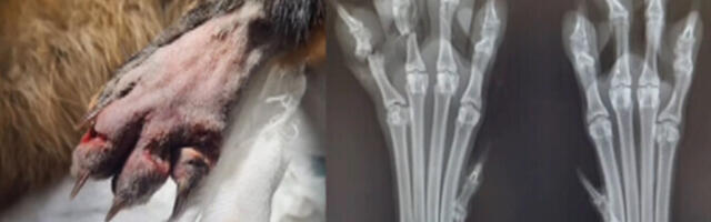 "Очевидец": чтобы отпугнуть диких животных, люди используют капканы, яды и пневматику