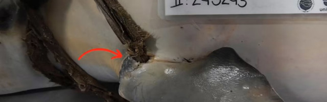 У берегов Бразилии из-за женских трусов погиб дельфин