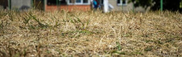 Объясняют эксперты: чем в Эстонии вызвана сегодняшняя засуха?