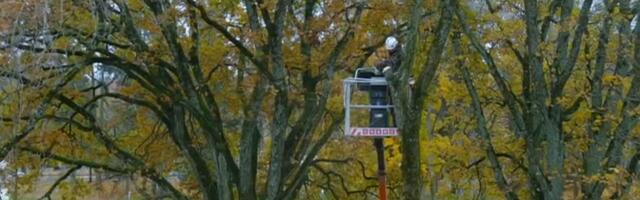 Вырубка старых деревьев в Пярну вызвала у местных жителей противоречивые чувства