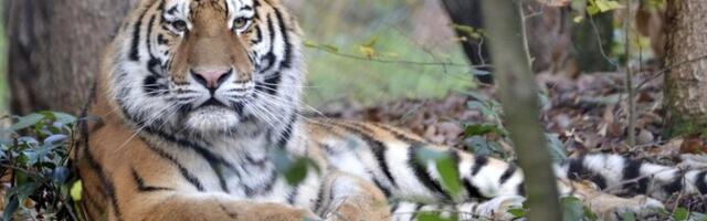 ФОТО: в Таллиннский зоопарк прибыли амурские тигры Боцман и Данута