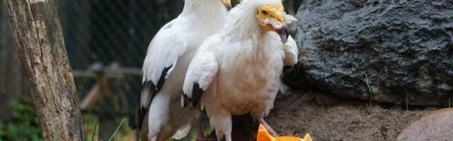 Таллиннский зоопарк приглашает на Праздник тыквы