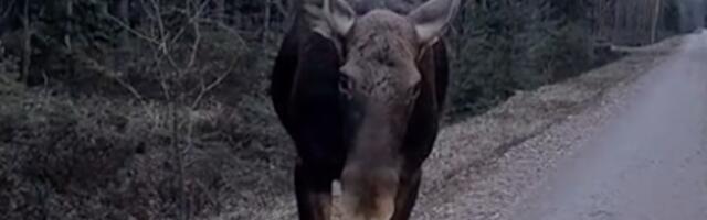 ВИДЕО ⟩ «Он еще долго шел за мной»: житель Пярну встретил лося на лесной дороге