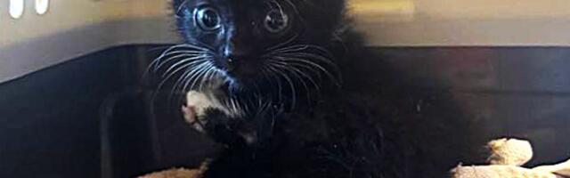 ФОТО И ВИДЕО | На парковке, под дождь, бросили месячного котенка