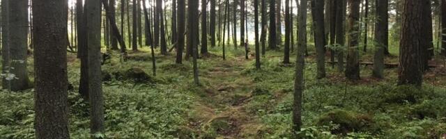 IKEA получила в Эстонии разрешение на покупку части лесных угодий в волости Саку