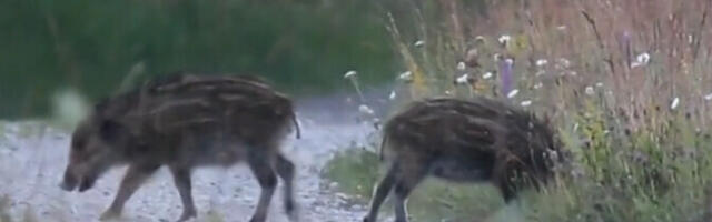 Государство закупит полмиллиона банок консервов мяса кабана