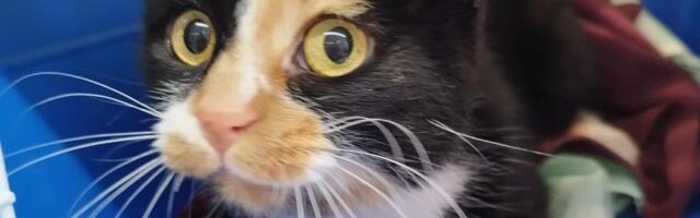 Оголодавшая кошка была вынуждена есть труп другого животного: хозяйка получила условный срок  