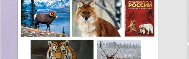 Словацкие студенты узнали о редких животных и растениях, занесённых в Красную книгу России