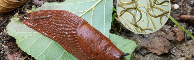 Таможня арестовала 30 миллионов паразитов, которых привезли для уничтожения испанских слизней